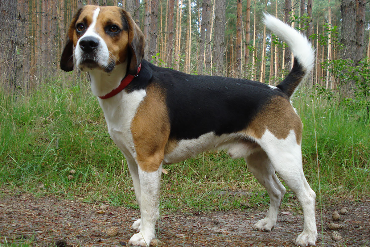 Foxhound Americano
