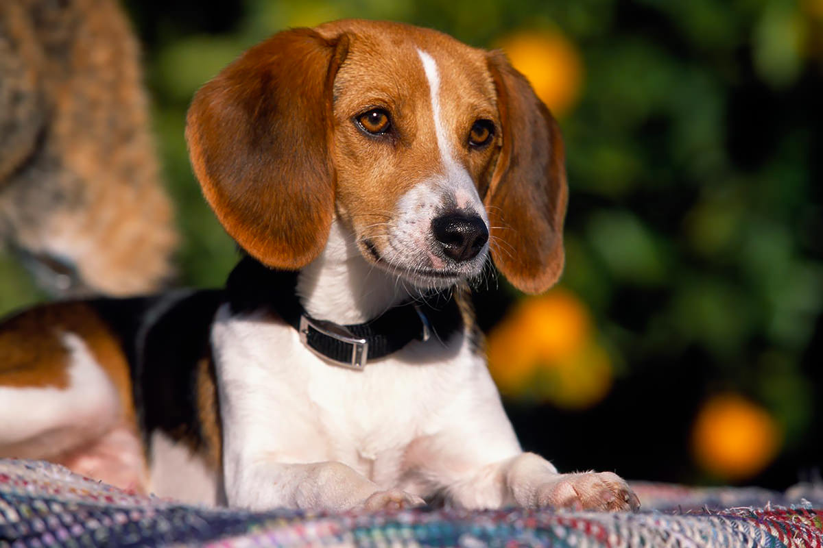Foxhound Americano