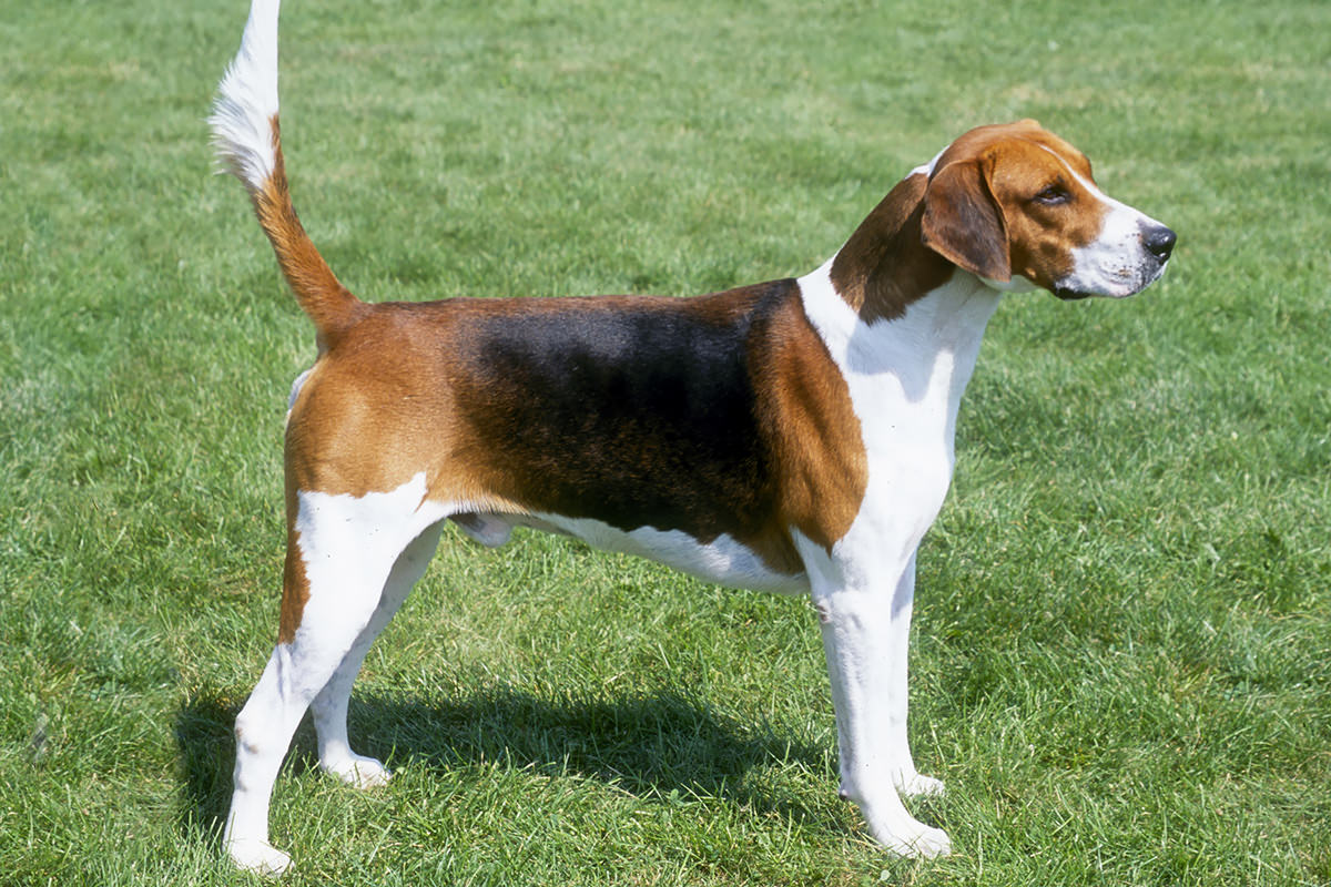 Foxhound Americano