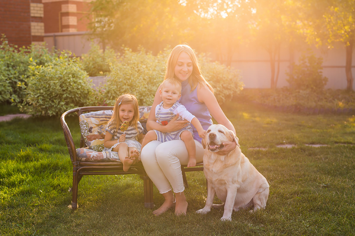 Golden Retriever