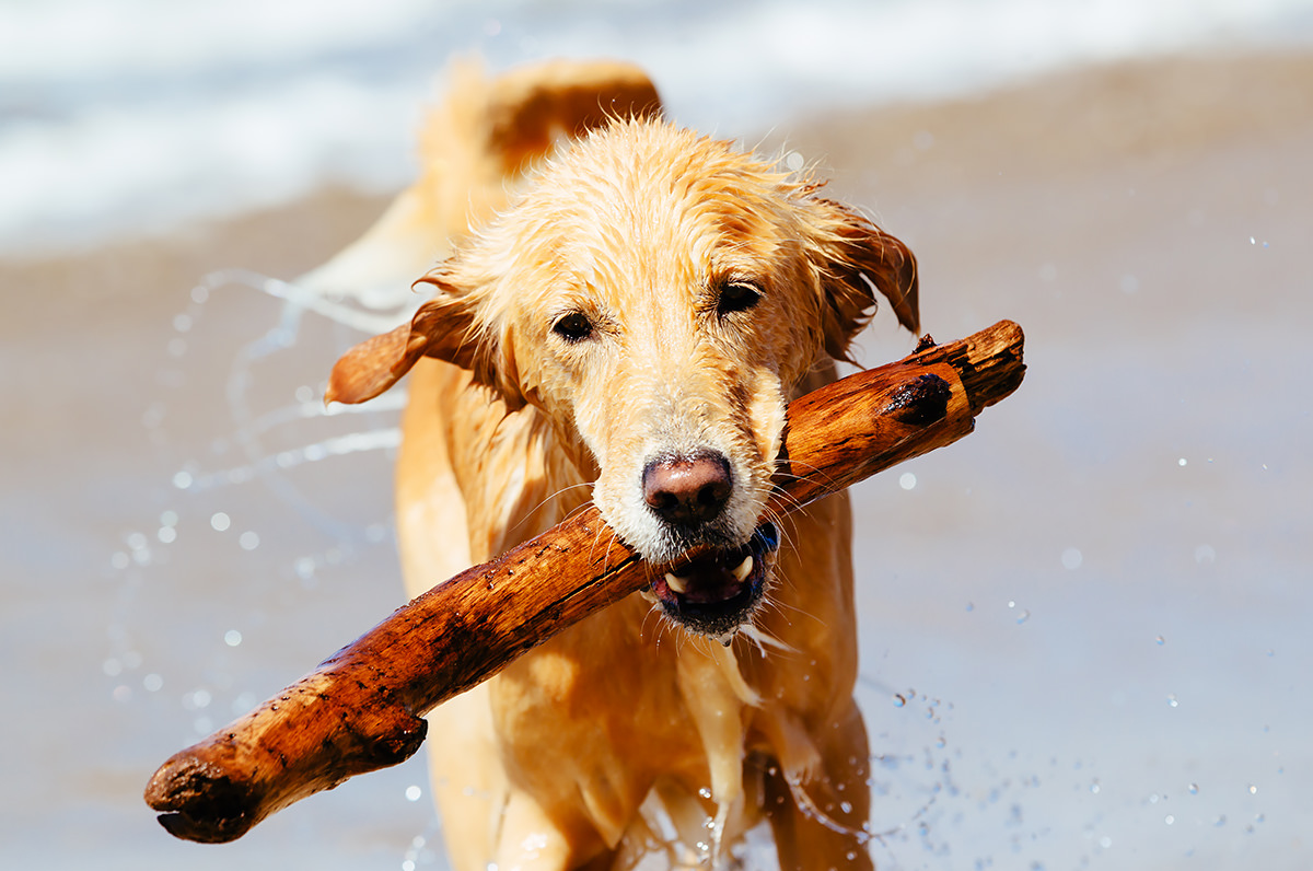 Golden Retriever