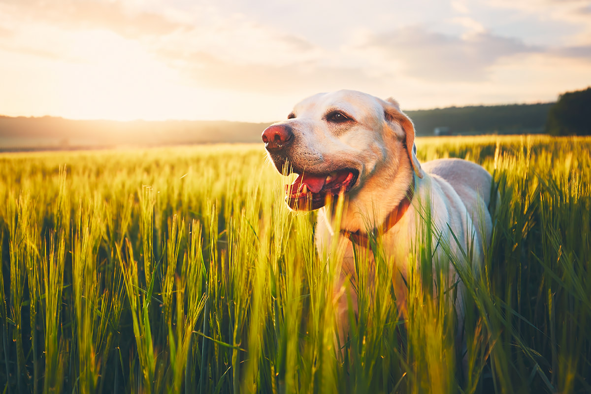 Labrador Retriever