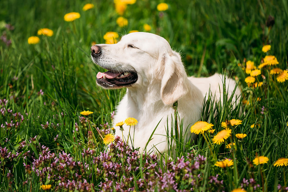 Labrador Retriever