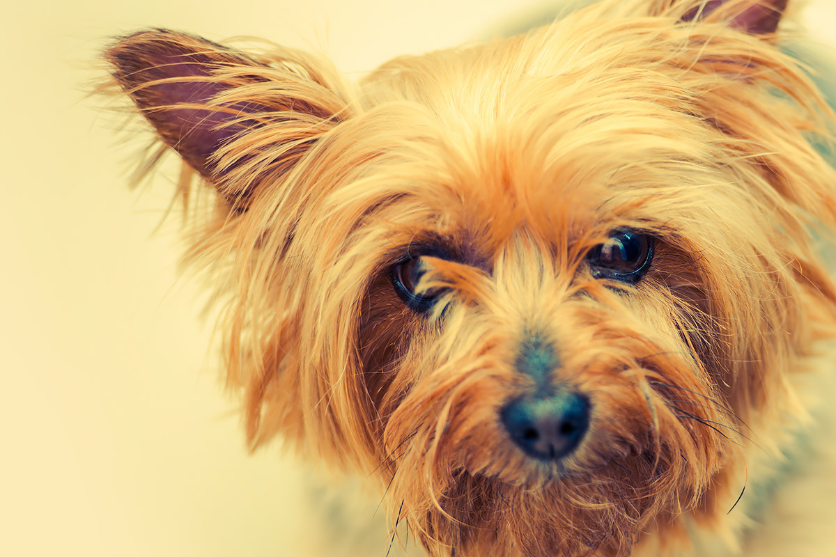 Terrier