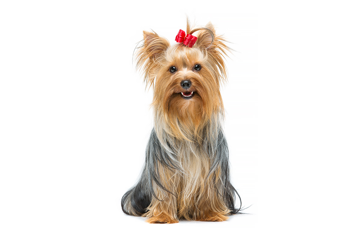 Terrier