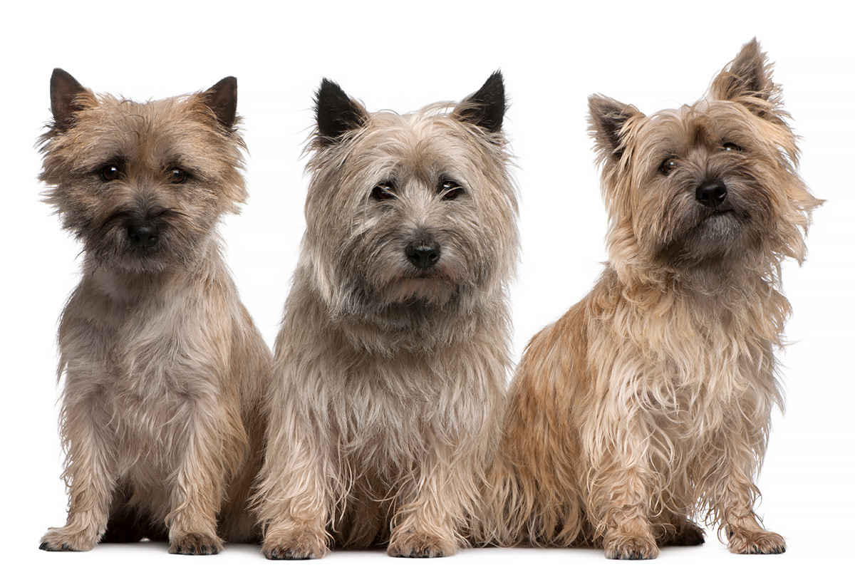 Terrier