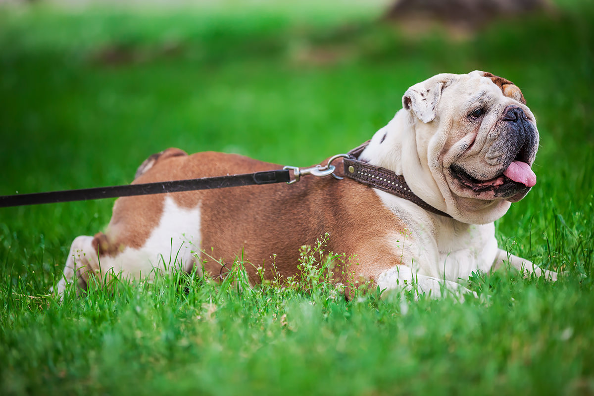 Bulldog Inglese