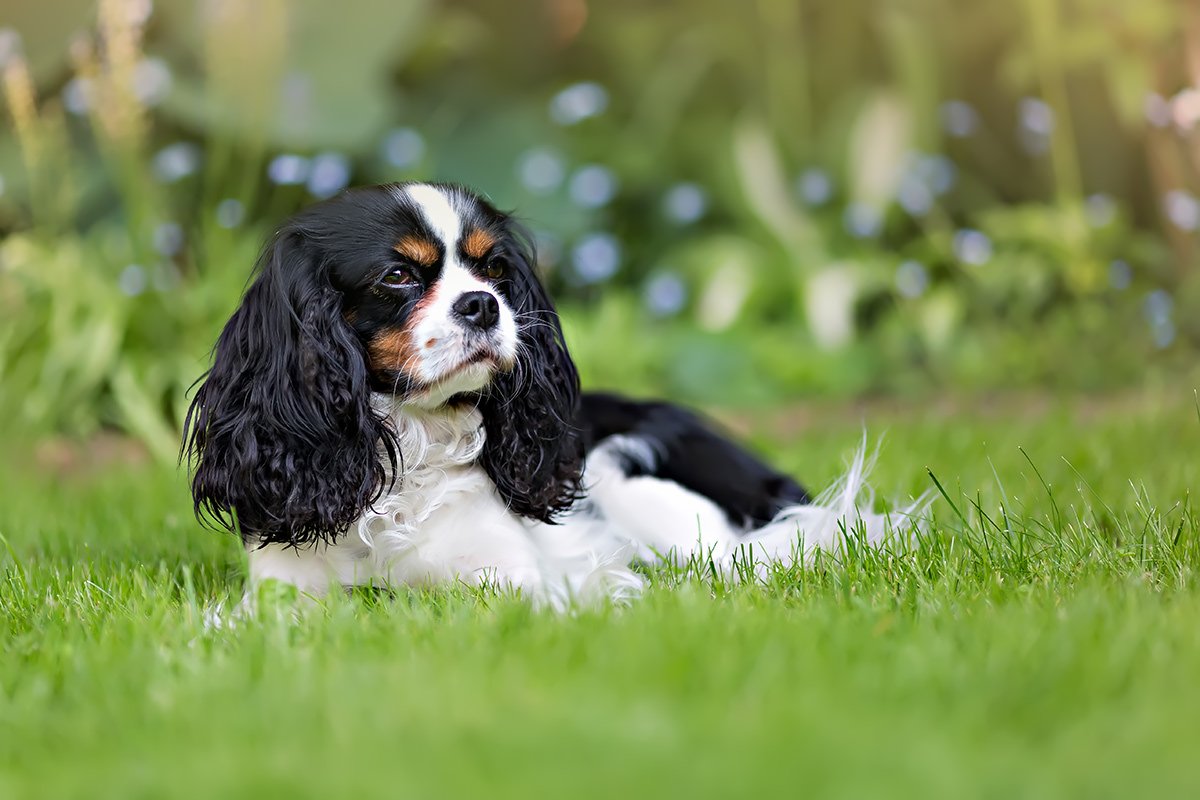 Cavalier King Charles Spaniel