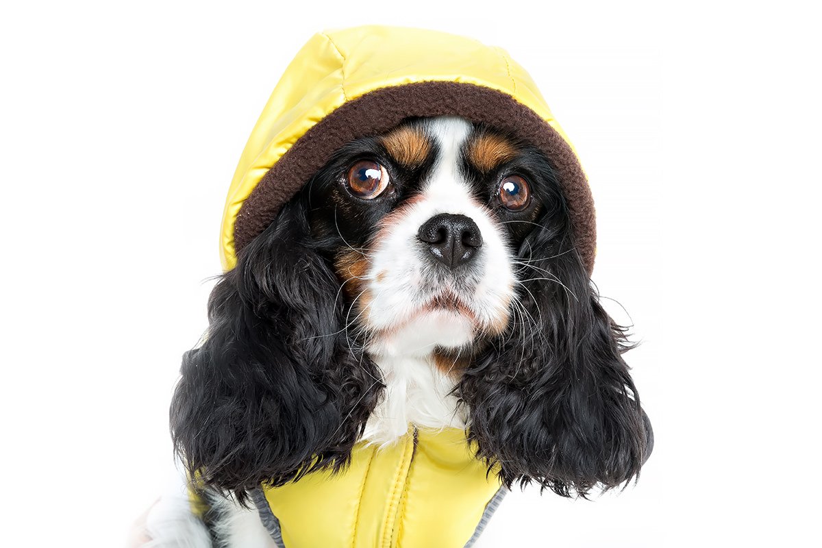 Cavalier King Charles Spaniel