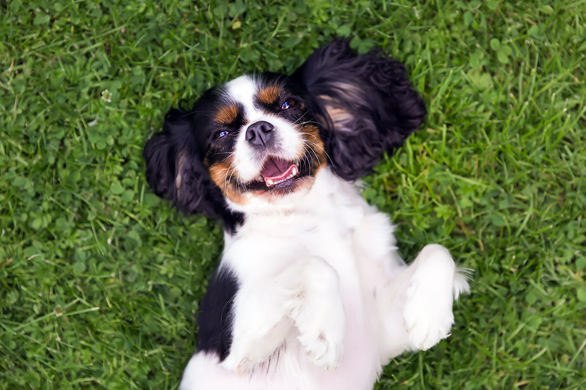 Cavalier King Charles Spaniel