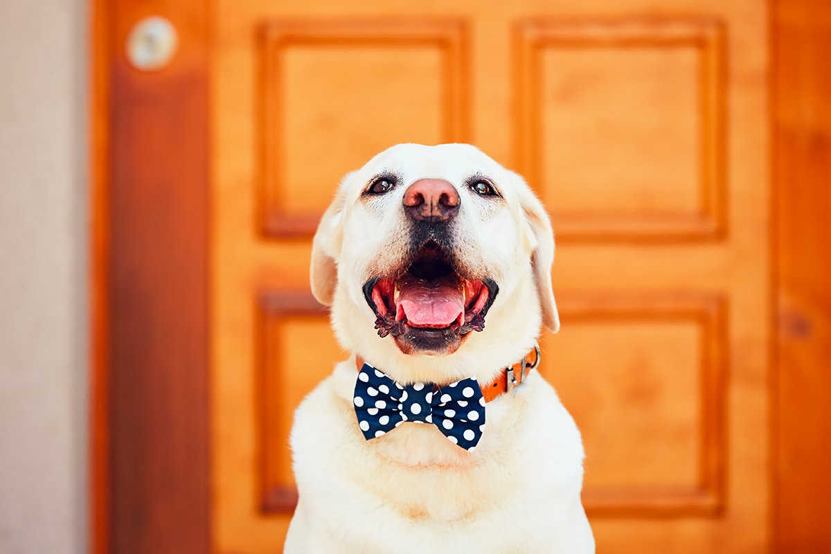 Labrador Retriever