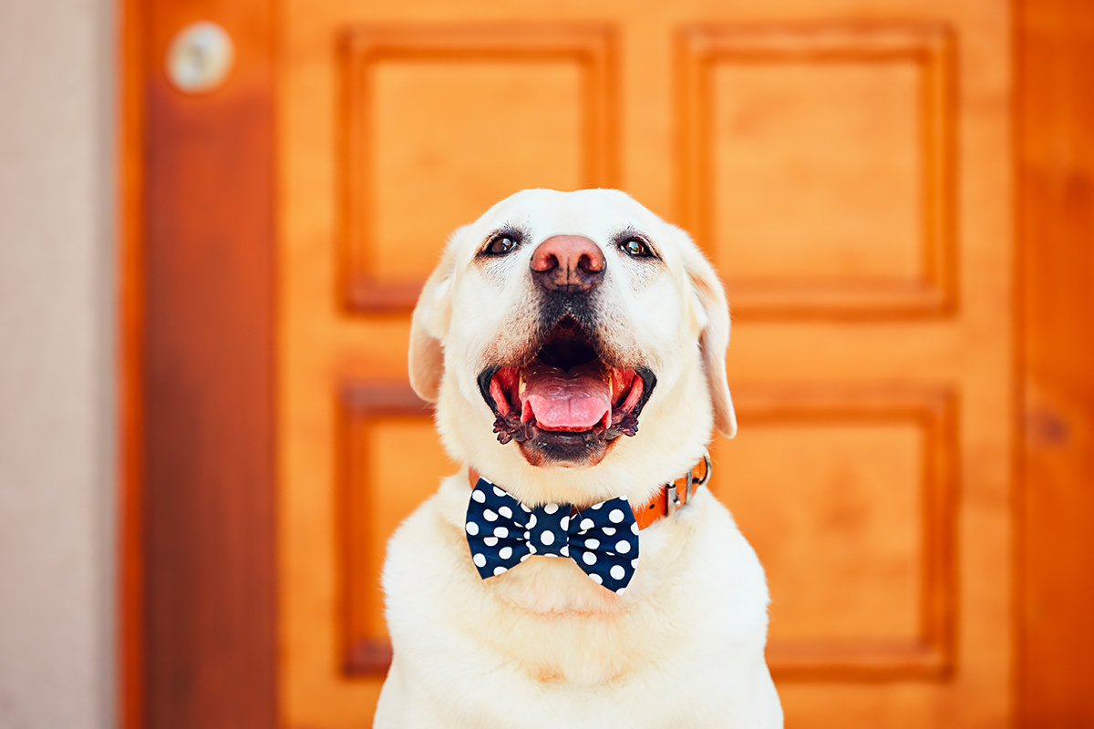 Labrador Retriever