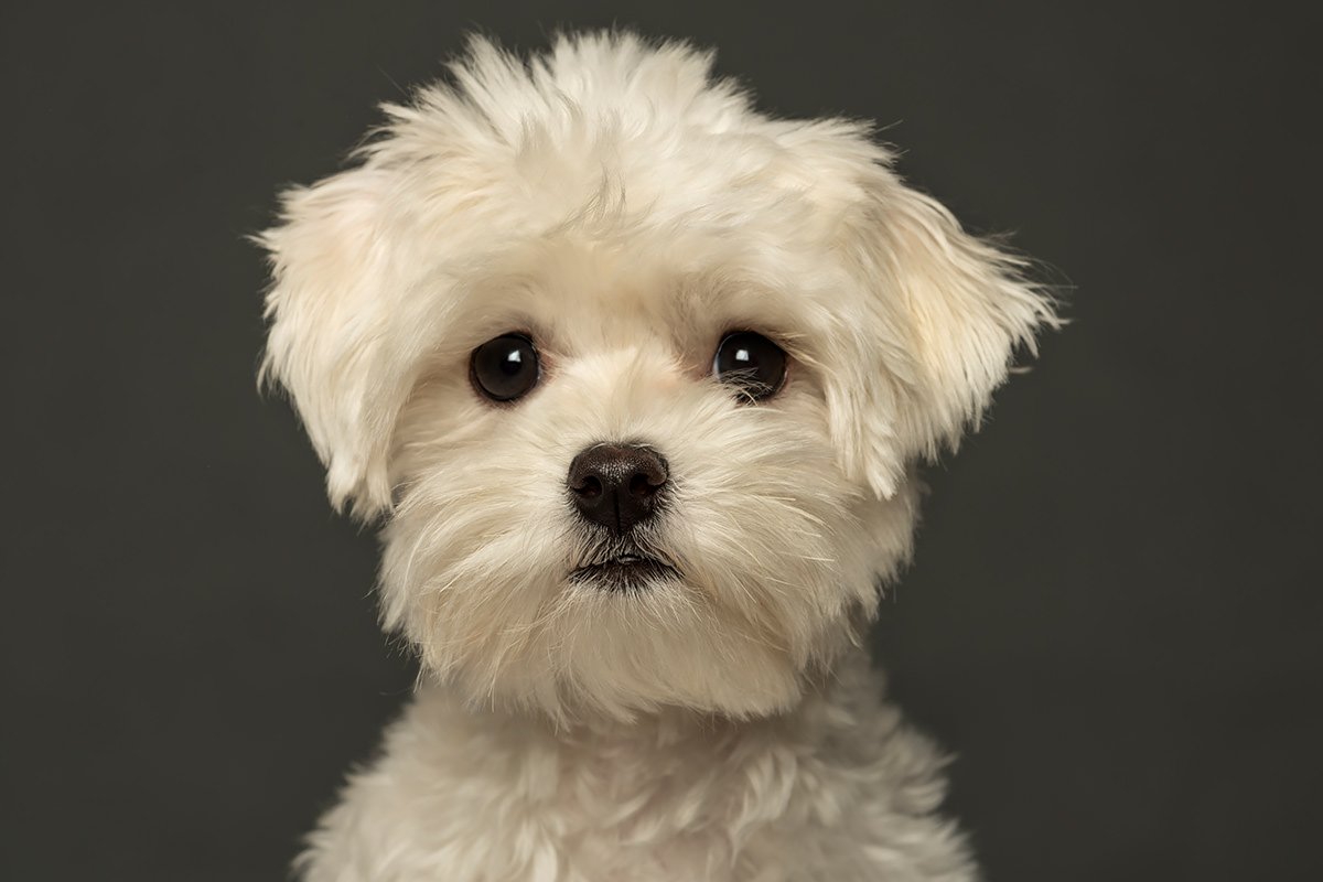Maltese