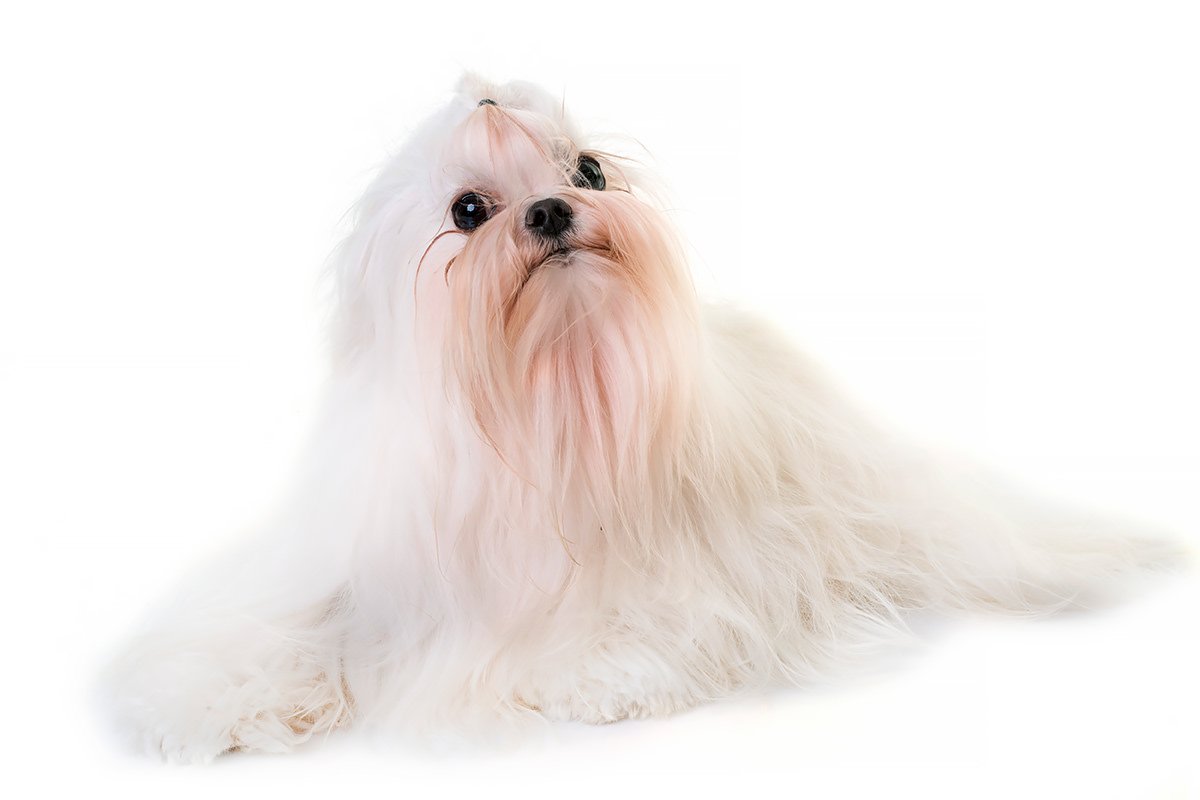 Maltese