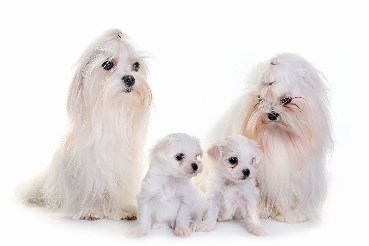Maltese
