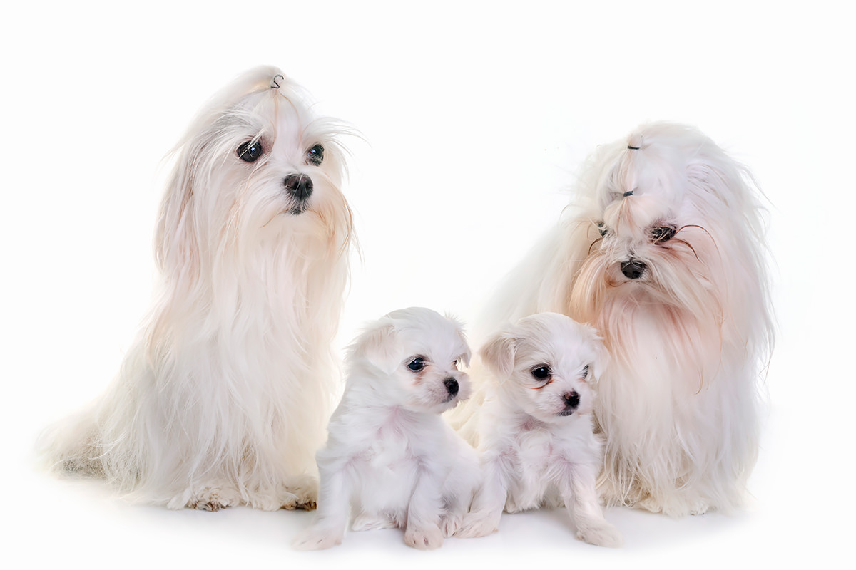 Maltese