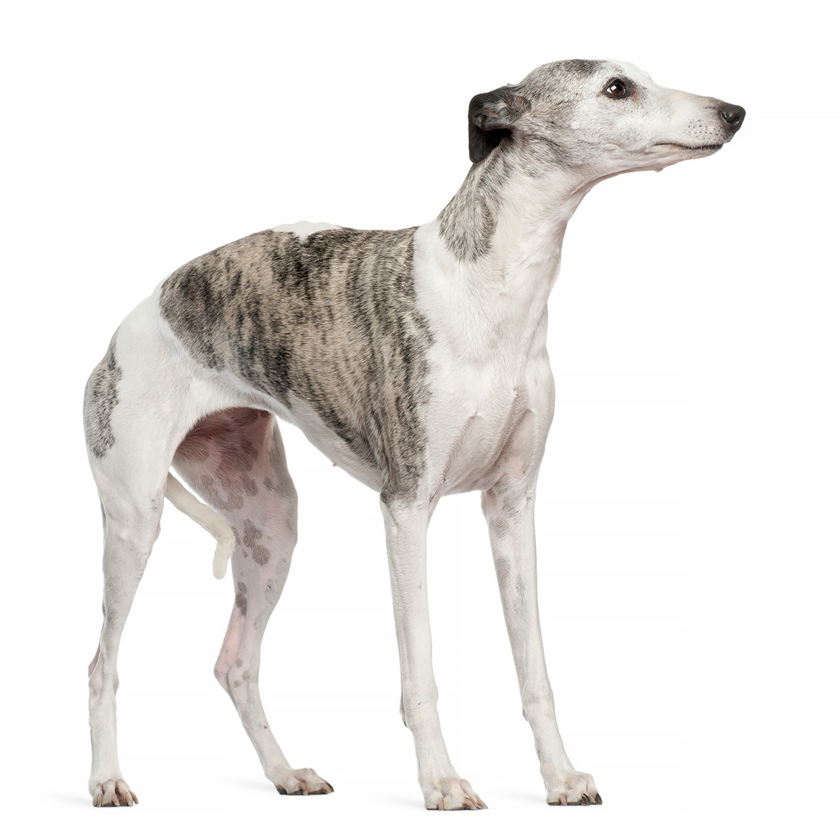 whippet