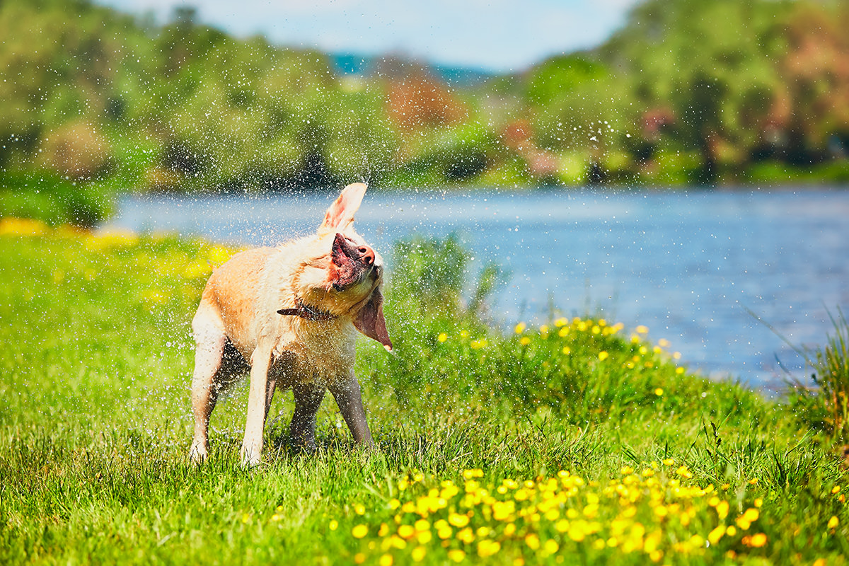 labrador retriver