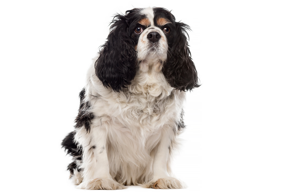 Cavalier King Charles Spaniel