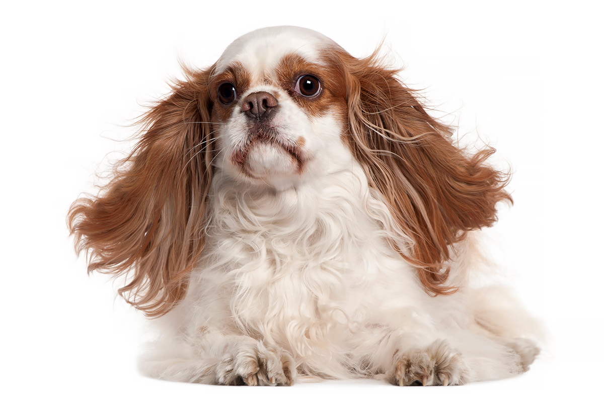 Cavalier King Charles Spaniel