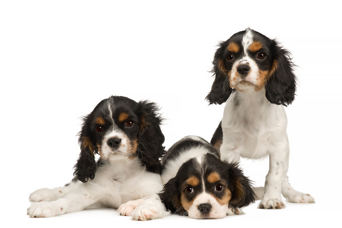 Cavalier King Charles Spaniel