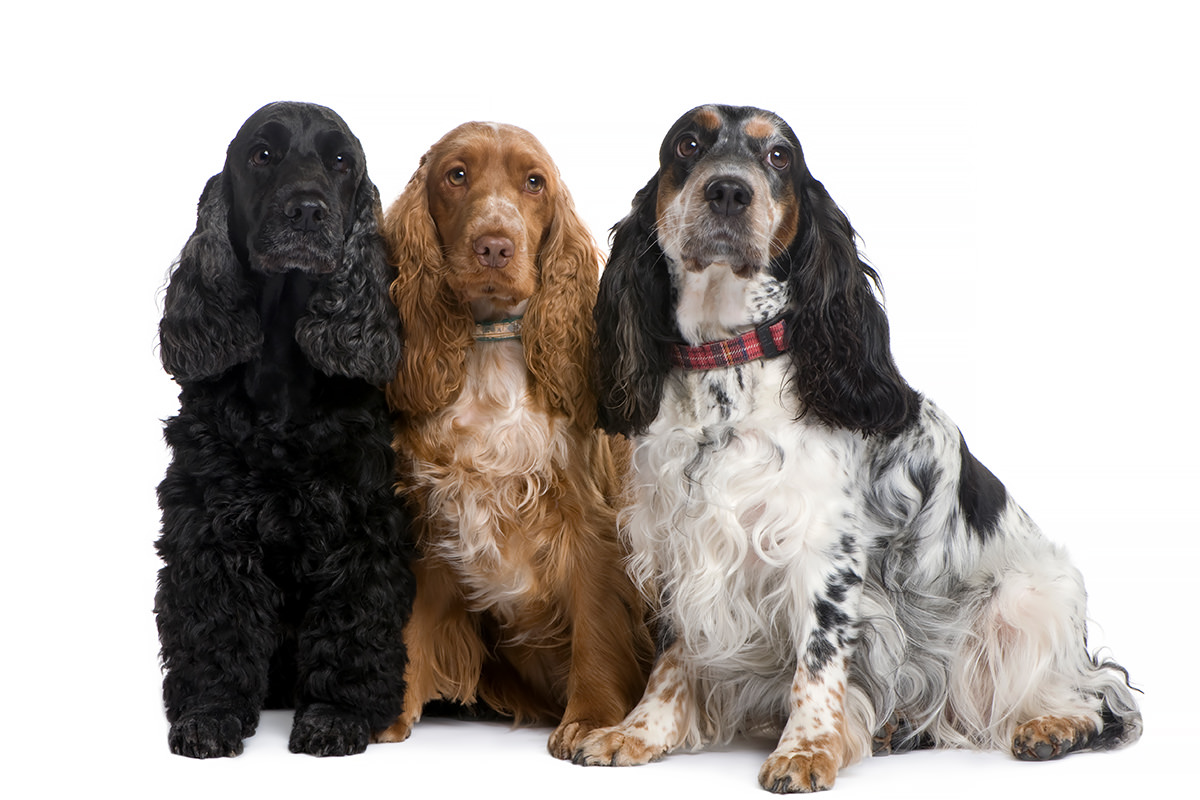 Cocker Spaniel Inglese