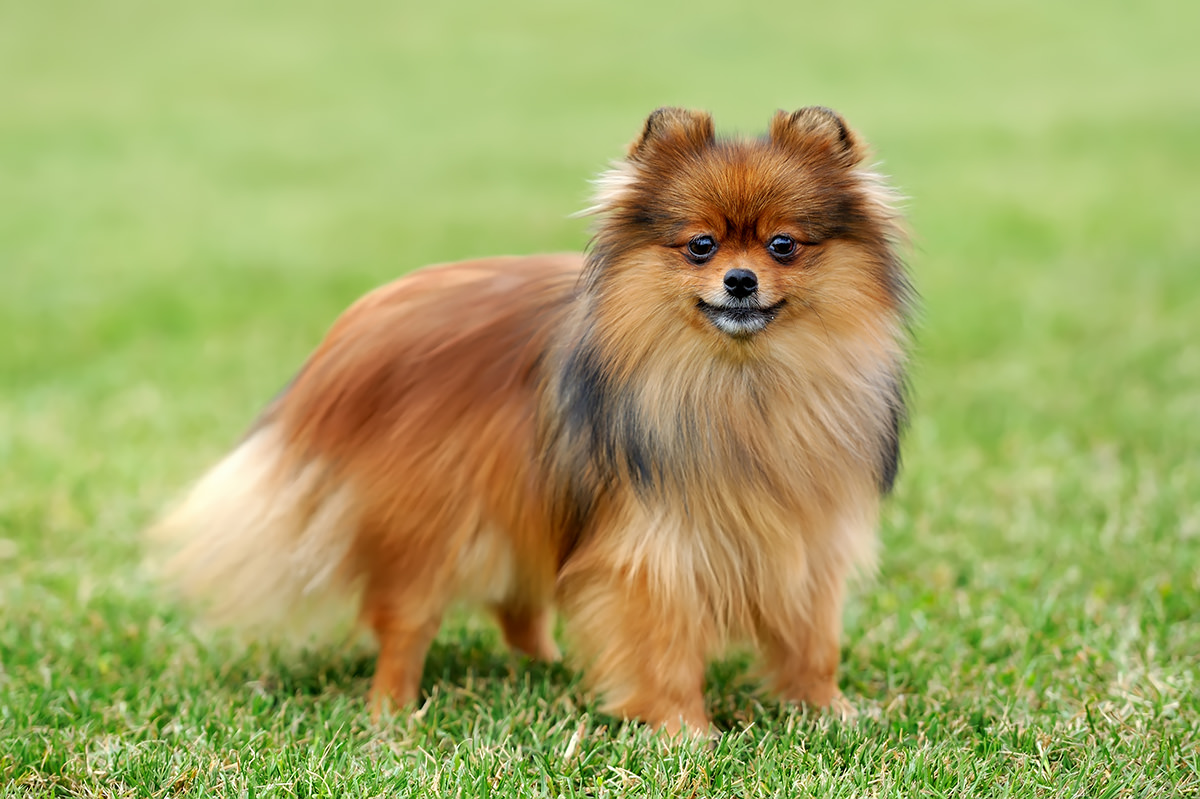 Pomerania