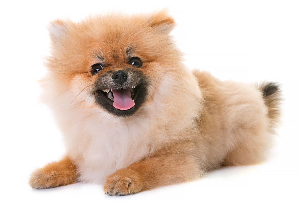 Pomerania