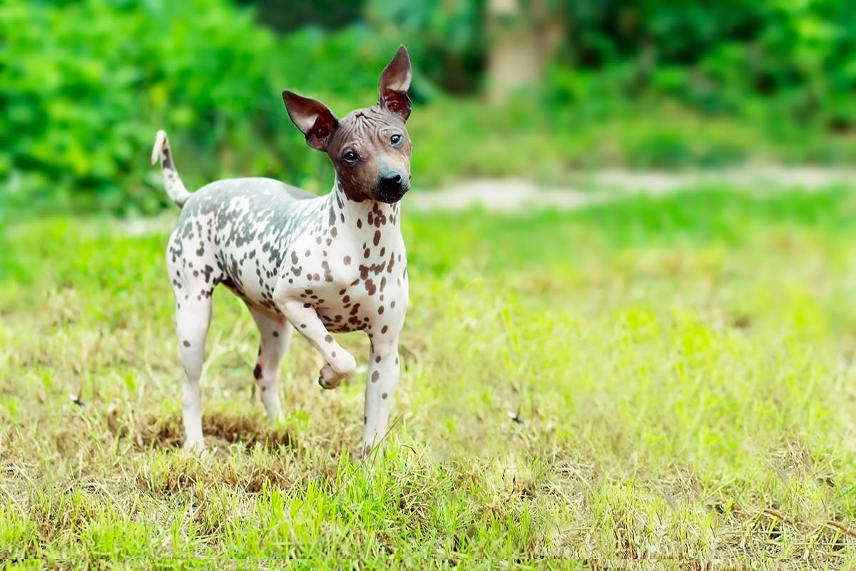 American Hairless Terrier