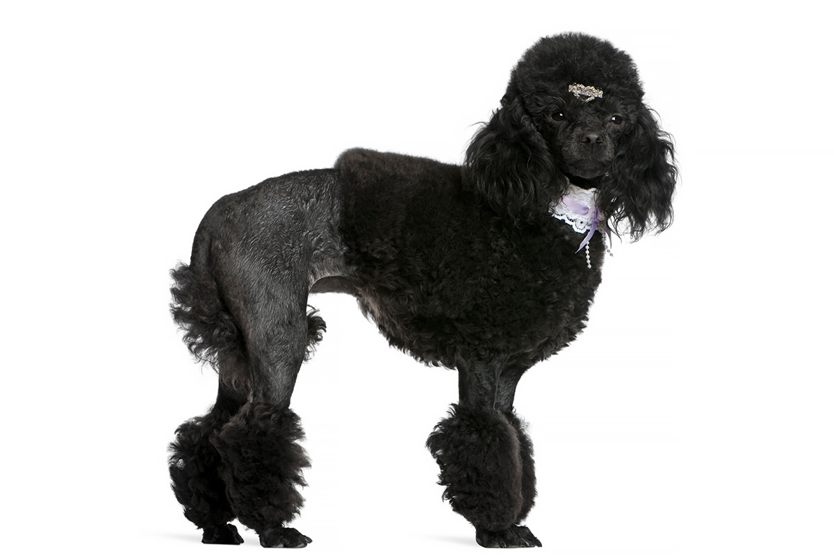 Barbone