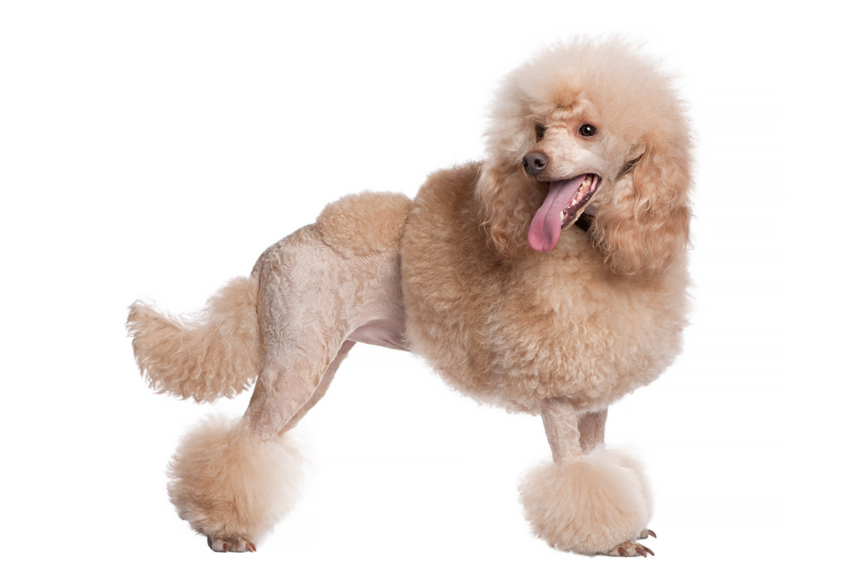 Barbone