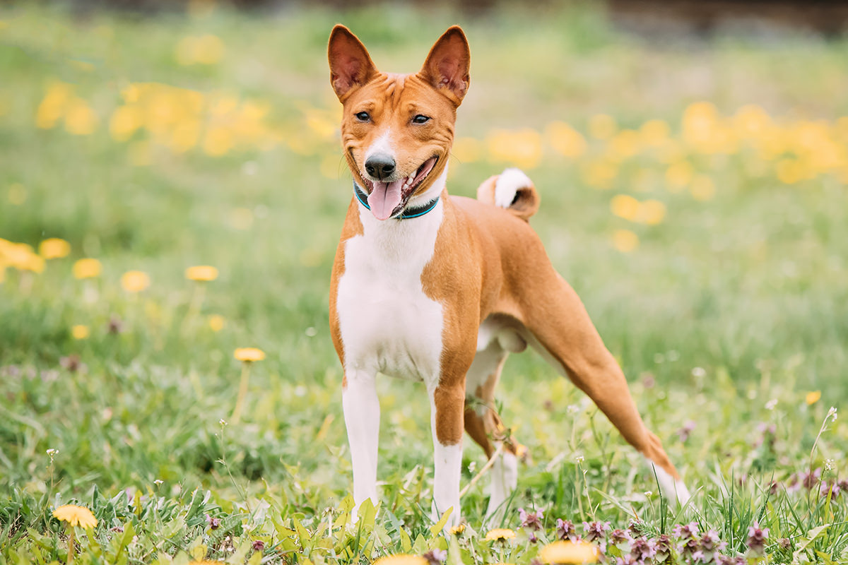 Basenji