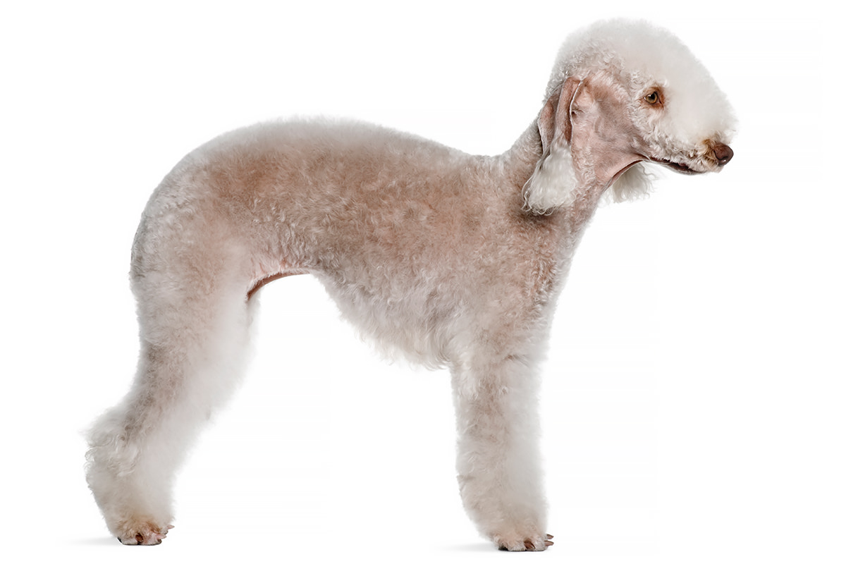 Bedlington Terrier