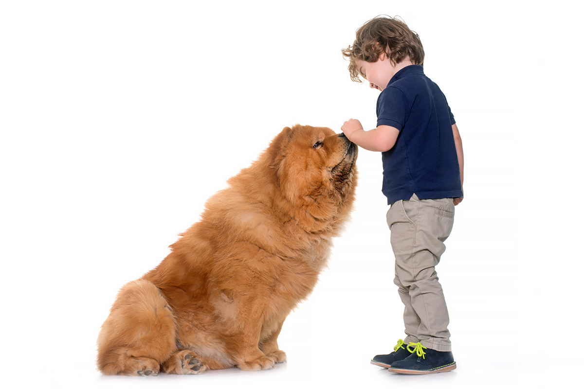 Chow Chow