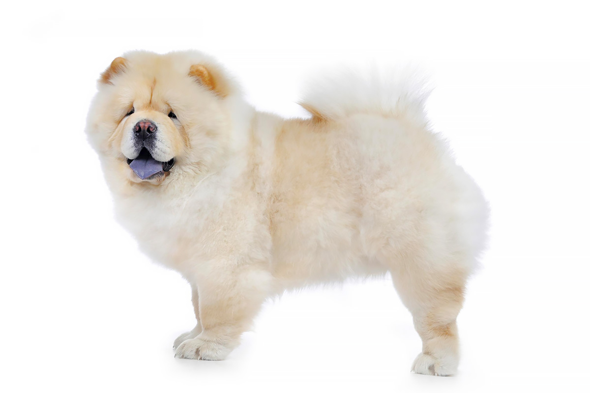 Chow Chow