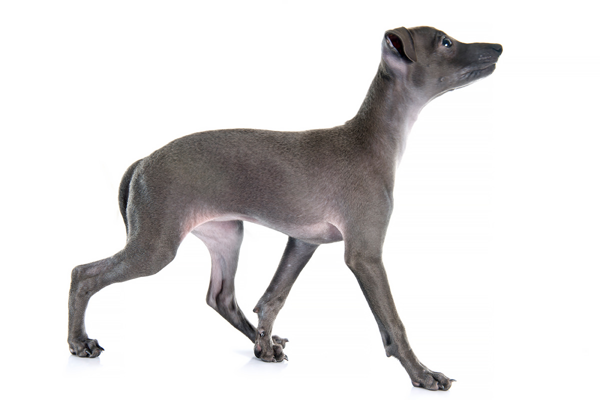 Greyhound