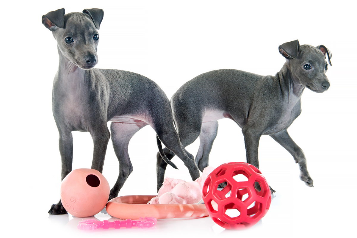 Greyhound