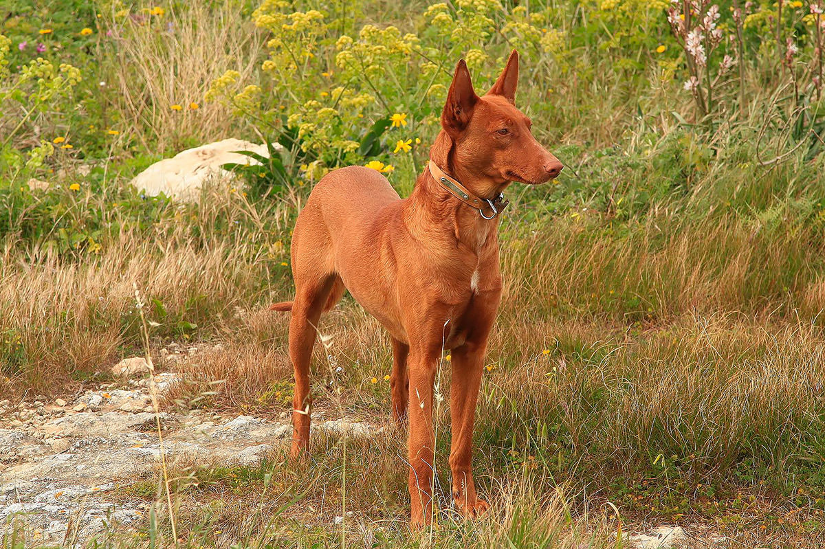 Pharaoh Hound