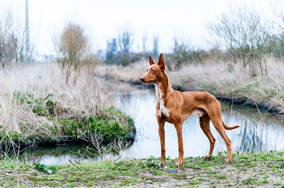 Pharaoh Hound