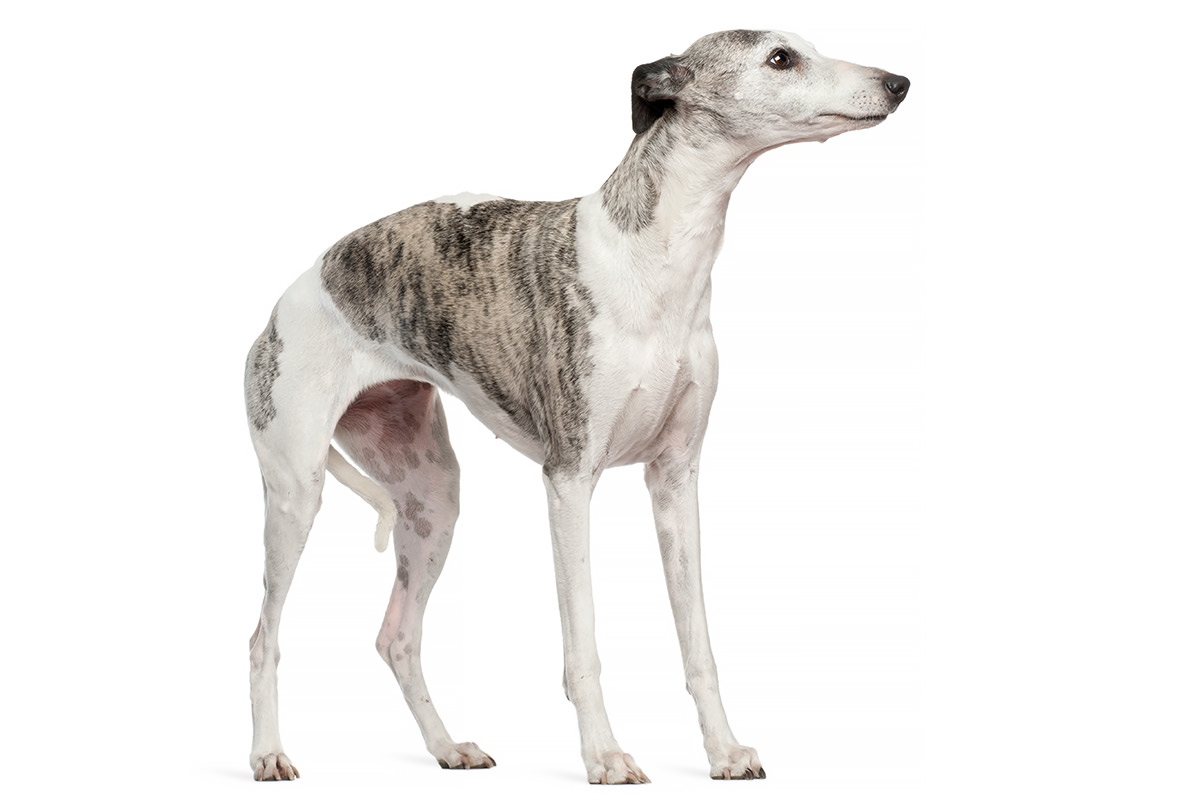 Whippet
