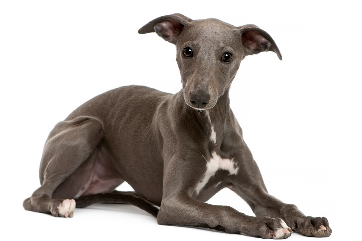 Whippet