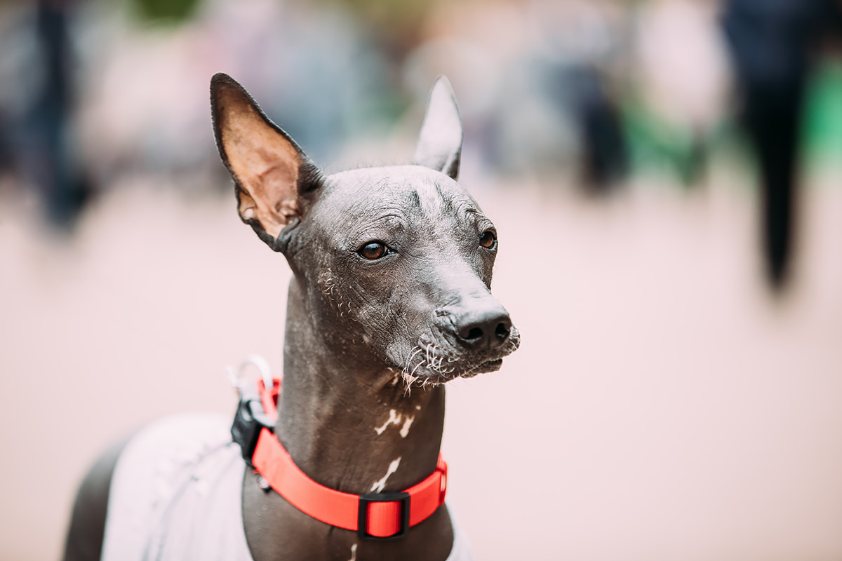 Xoloitzcuintli