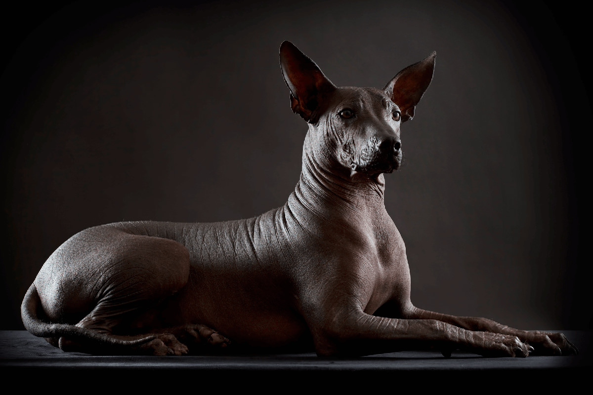 Xoloitzcuintli
