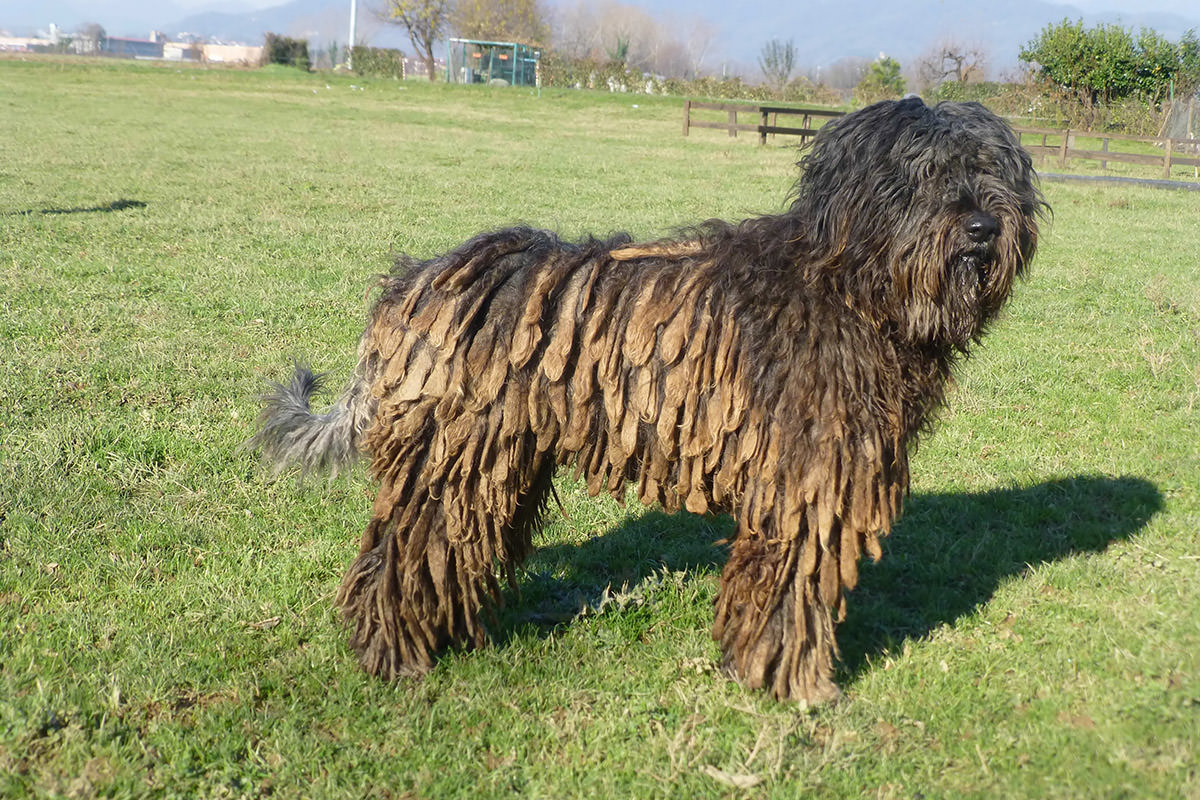 Razze di cane con i rasta! - Petyoo
