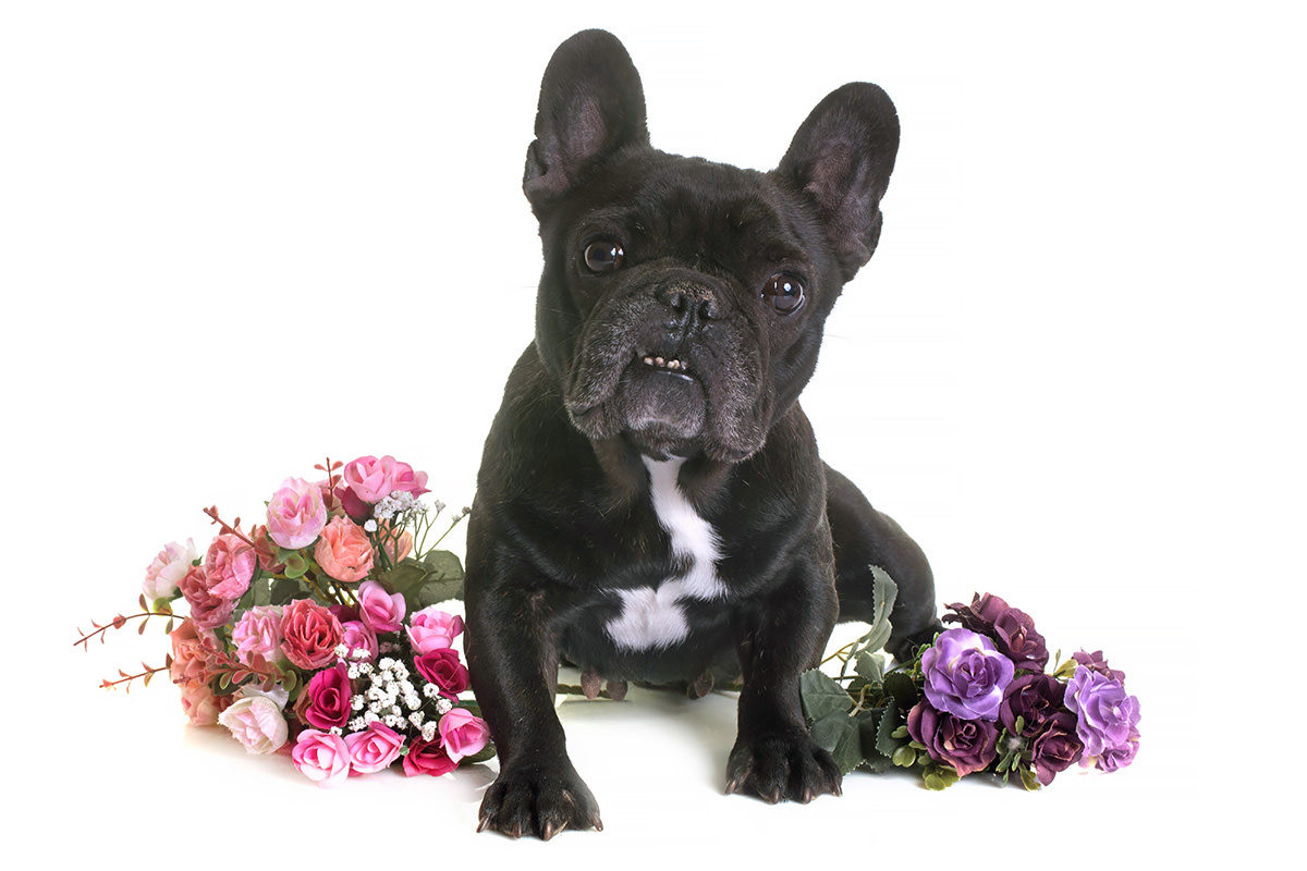 Bulldog Francese