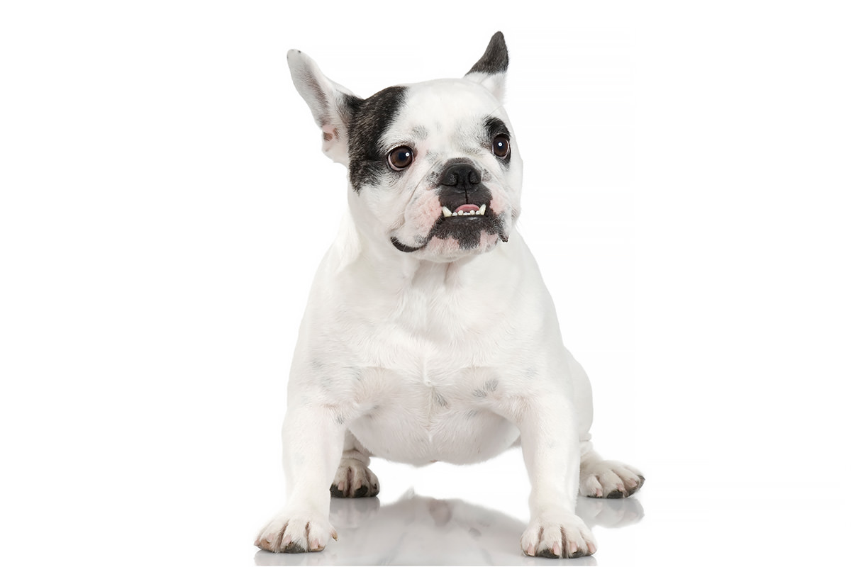 Bulldog Francese