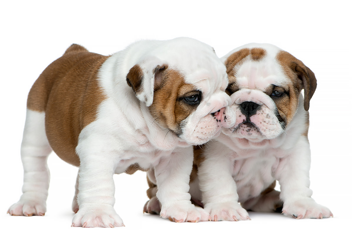 Bulldog Inglese