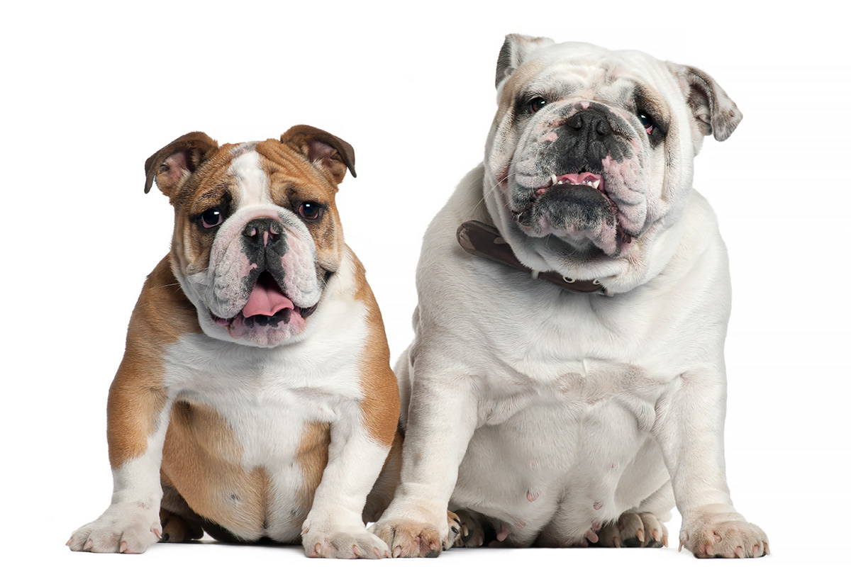 Bulldog Inglese
