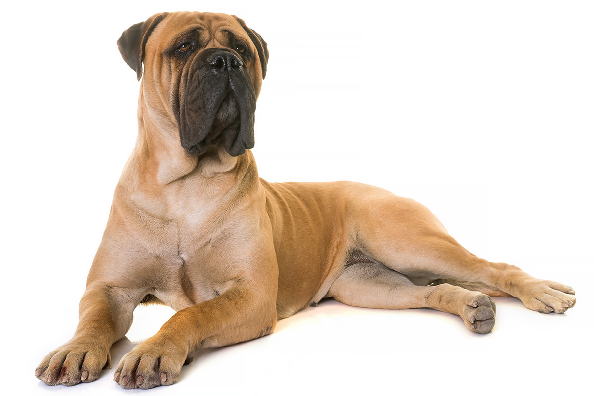 Bullmastiff