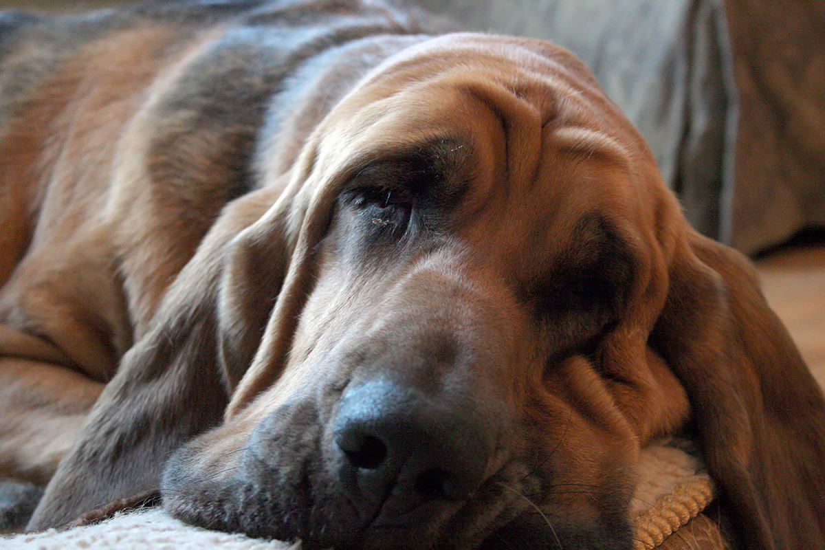 Cane di sant Uberto